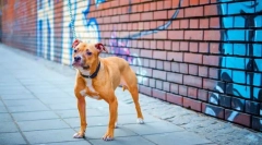 Pas pitbul (foto) - plemeniti lav u psećim lubanjima